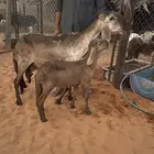 للبيع ساكليه متبع
