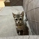 انثى صغيره للتبني