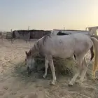 مهر عربي اصيل