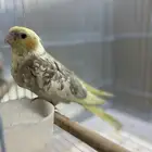 كروان نهاية غر هدد اليف