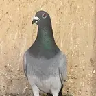 زوج زاجل سباق