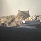 قط للتبني