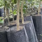 شتلات حمضيات