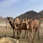 ابل للبيع