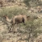 ناقتين عشاير عيالها كبار