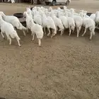 رخال للبيع بيشة