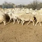 غنم حرش دفيع