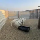 حري و نعيمي وتيوس