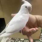 كروان هولندي الليف انثى