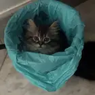 قطط صغيرة للبيع kittens