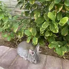 ارنبين للبيع