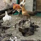 دجاج للبيع