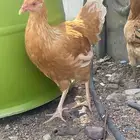 للبيع دجاج 1 بلدي2 تركي البلديه وحده من عيونه ضعيفه