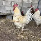 ديكه لوهمان