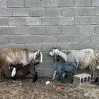 معزاء مواليد