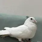 للبيع حمام حجم جامبو