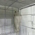 جوز كروان البينو