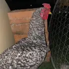 دجاج هندي جوز