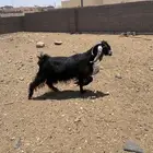 عنز حليب
