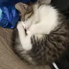 قط شيرازي للبيع