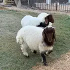 نعيمي هرفي خرفان