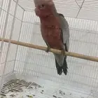 كوكاتو قالا فرخ