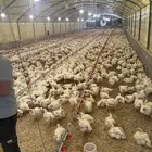 مزرعه دواجن مطلوبه