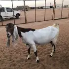 عنز للبيع