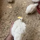 سمان تكساس بيور