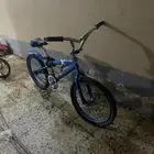 كوبرا ازرق للبيع