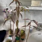شتلات منقا للبيع 5 ريال
