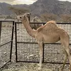 خلفه ناقه تحتها بكره