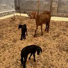 خلفه سواكنيه