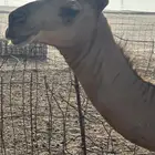 حاشي سمييين