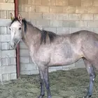مهره واهو بنت مسنون عامر والام بنت زعراف النايف