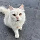 قط ضائع او هارب موجود امام صيدلية وايتس