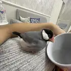 جاوا اليف