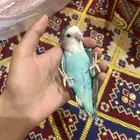 طائر روز