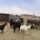 معزاء طيبات