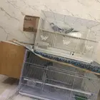 زوجين كويكر منتجه بسعر جدا مناسب(تم البيع )