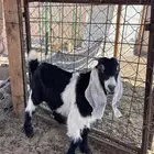 تيس للبيع لا اعلى سومه