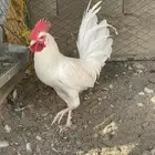 طقم دجاج بلدي