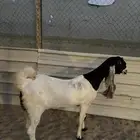 عنز للبيع