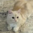 قطة شيرازية لعوب