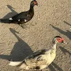 بط ذكرين وانثي