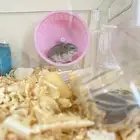 هامستر ونتر وايت