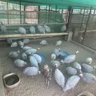 مكه المكرمه الحسنيه
