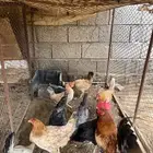 دجاج بلدي
