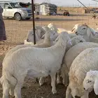 حري ذبايح مناسبات ذبائح ثلاجه يوجد صلخ وتوصيل.