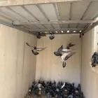 حمام سوادي للصقور